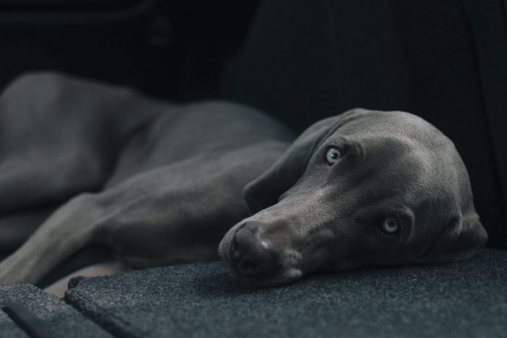 Entspannung durch Hunde, bgm21